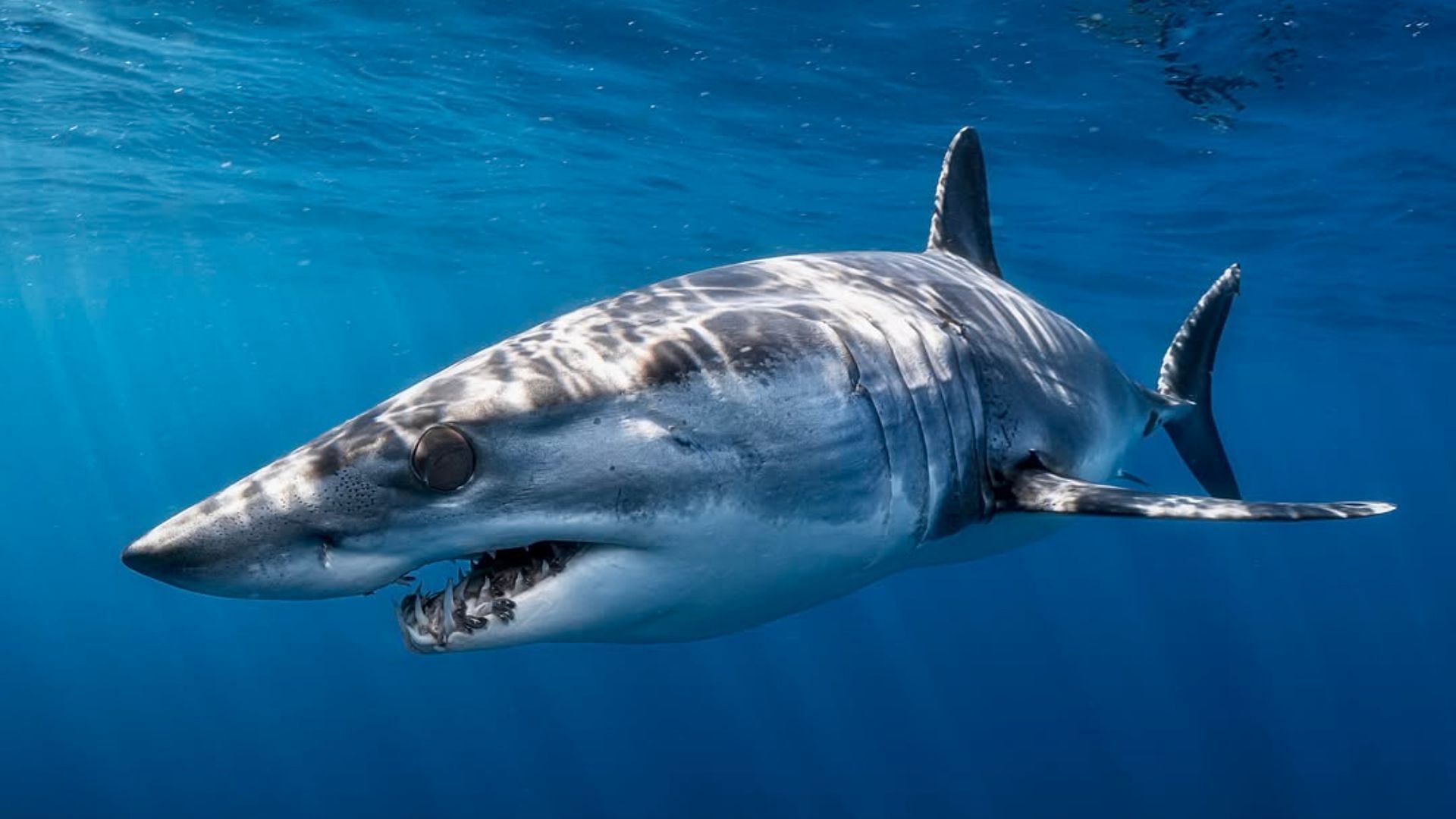 Discovery Channel brings 20 unique shows for Shark Week 2025 (Image via Instagram/@discovery)